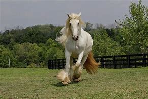 Image result for Gypsy Vanner Horses Running
