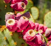 Image result for Nopal Cactus