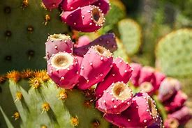 Image result for Nopal Cactus Earriong