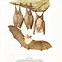 Image result for Antique Bat Prints