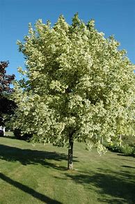 Image result for Acer platanoides Drummondii