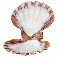 Image result for Coquillage PNG