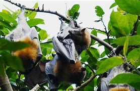 Image result for Fruit Bat Katherine NT