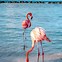 Image result for Aruba Flamingo Beach Pics