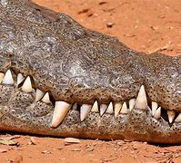 Image result for Pic of Alligator Teeth
