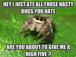 Image result for Spider Memes