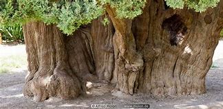 Image result for 4000 Year Old Tree