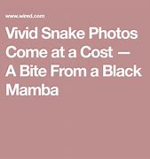 Image result for Black Mamba Snake Attack