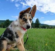 Image result for Collie