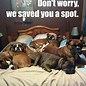 Image result for boxers dogs meme compilation
