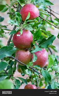 Image result for Idared Apple