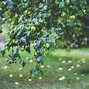 Image result for Full-Grown Apple Tree