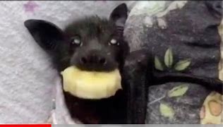 Image result for Bat Eating Banana