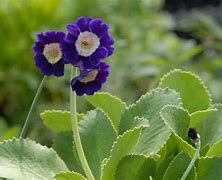 Image result for Primula auricula Blue Velvet