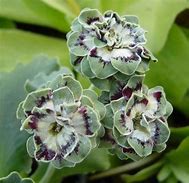 Image result for Primula auricula Daftie Green