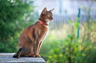 Image result for Egyptian Cat Head