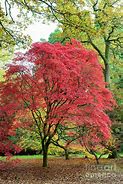 Image result for Acer Palmatum Tree