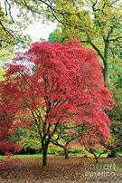 Image result for Acer Tree