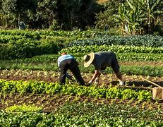 Image result for agricultof