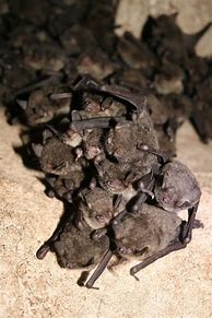 Image result for Bats in Florida
