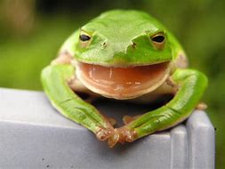 Image result for Frog Laughing Même