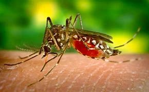 Image result for Dengue Mosquito Bite