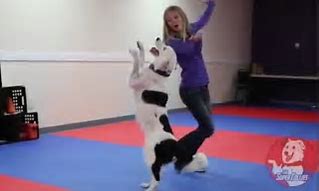 Image result for Dog Dancing with Owner