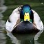 Image result for duck