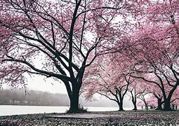 Image result for Cherry Blossom PC Wallpaper 4K