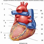 Image result for Apex of the Heart CPR