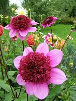 Image result for Dahlia Blue Bayou (Bayou)