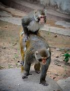 Image result for monkey fucking