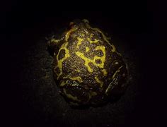 Image result for Marbled Balloon Frog