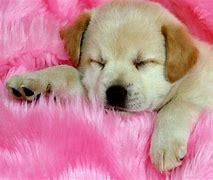 Image result for Cute Galaxy Puppy Wallpaper