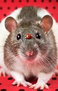Image result for Fancy Little Rat