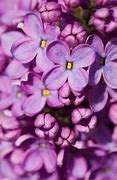 Image result for iPhone 12 Lilac