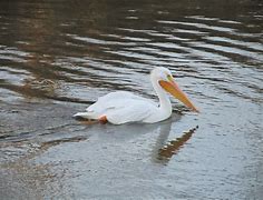 Image result for Pelican Nemo