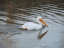 Image result for Pelican Kayak Elie