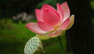 Image result for Lotus India