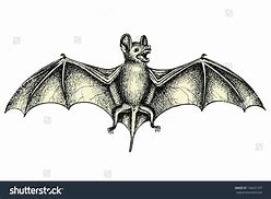 Image result for Bat Wings Drawing