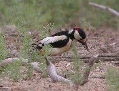 Image result for Dendrocopos leucopterus