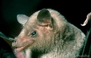 Image result for Long-Nosed Bat Ecuador