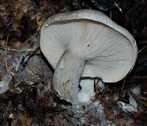 Image result for agaric�cdo