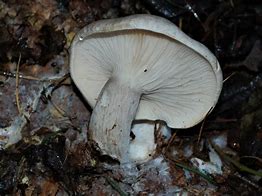 Image result for agaric�c4o