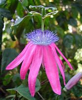 Image result for Flowers Name in Brazil