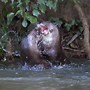 Image result for European Otter