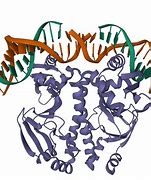 Image result for Protein Cell Structure