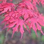 Image result for Plant Names Japanese Maple Ghost