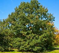 Image result for Black Cherry Oak Tree