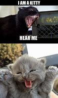 Image result for Talking Cat Meme